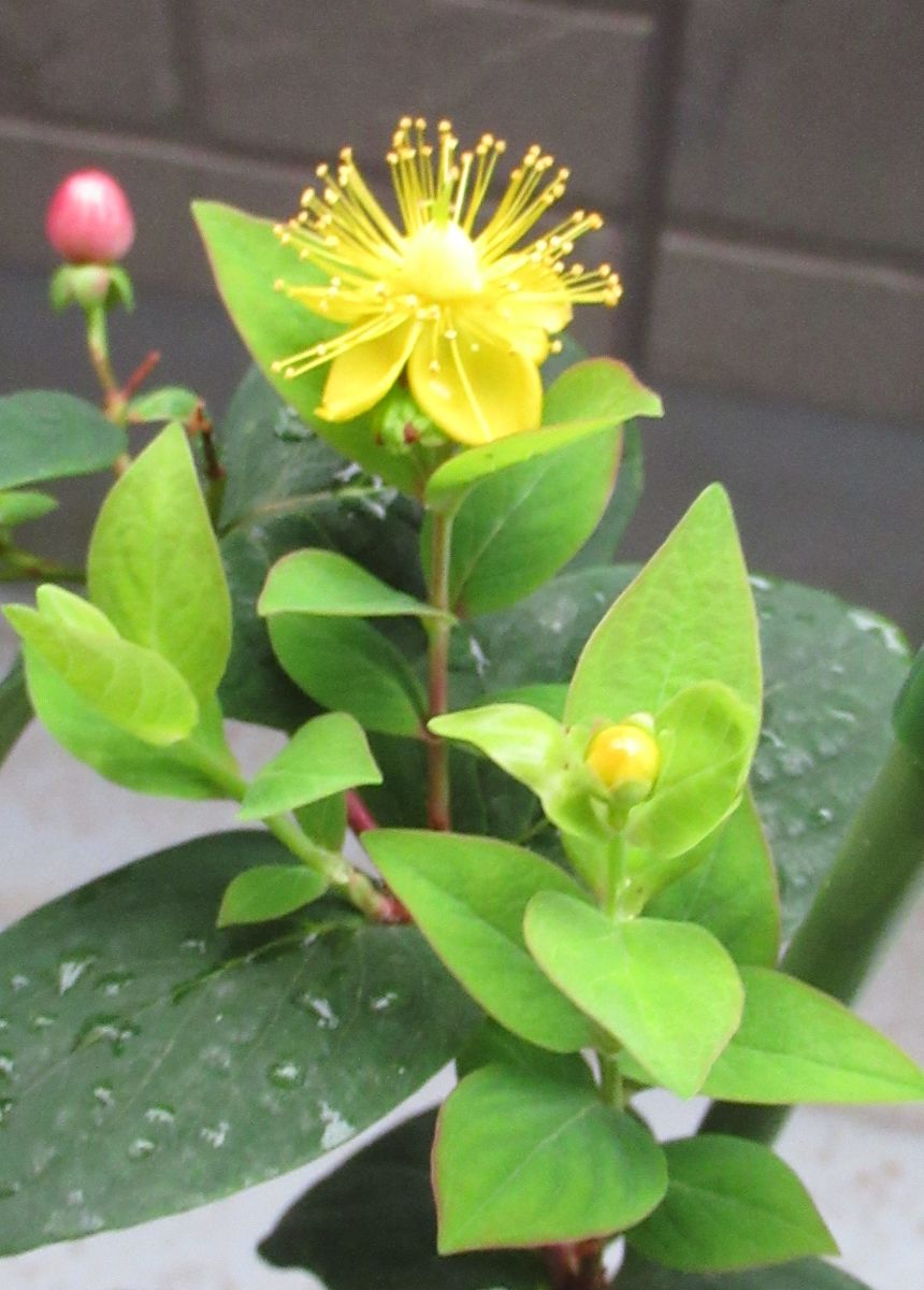 挿し芽で増やしたい 開花