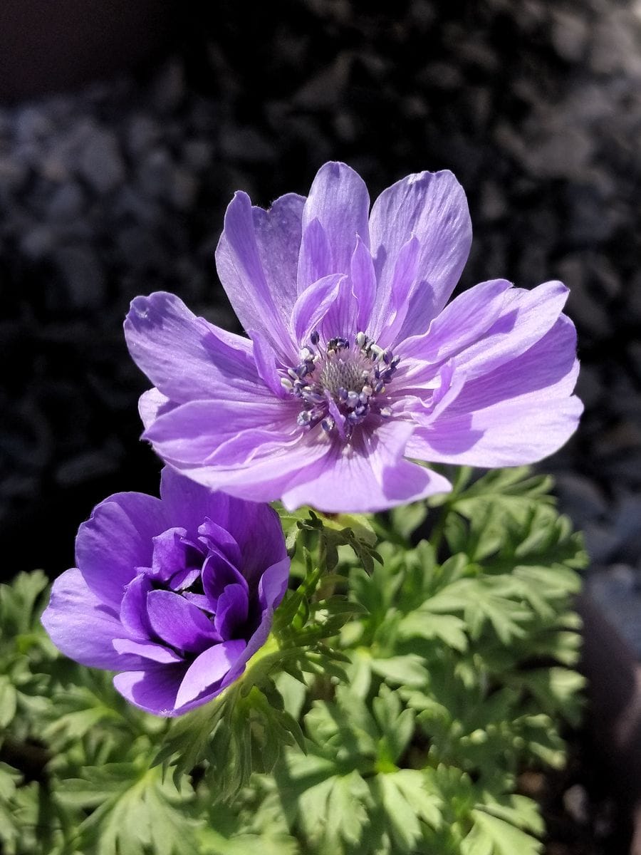 球根から育てるアネモネ　２ 綺麗に開花💜