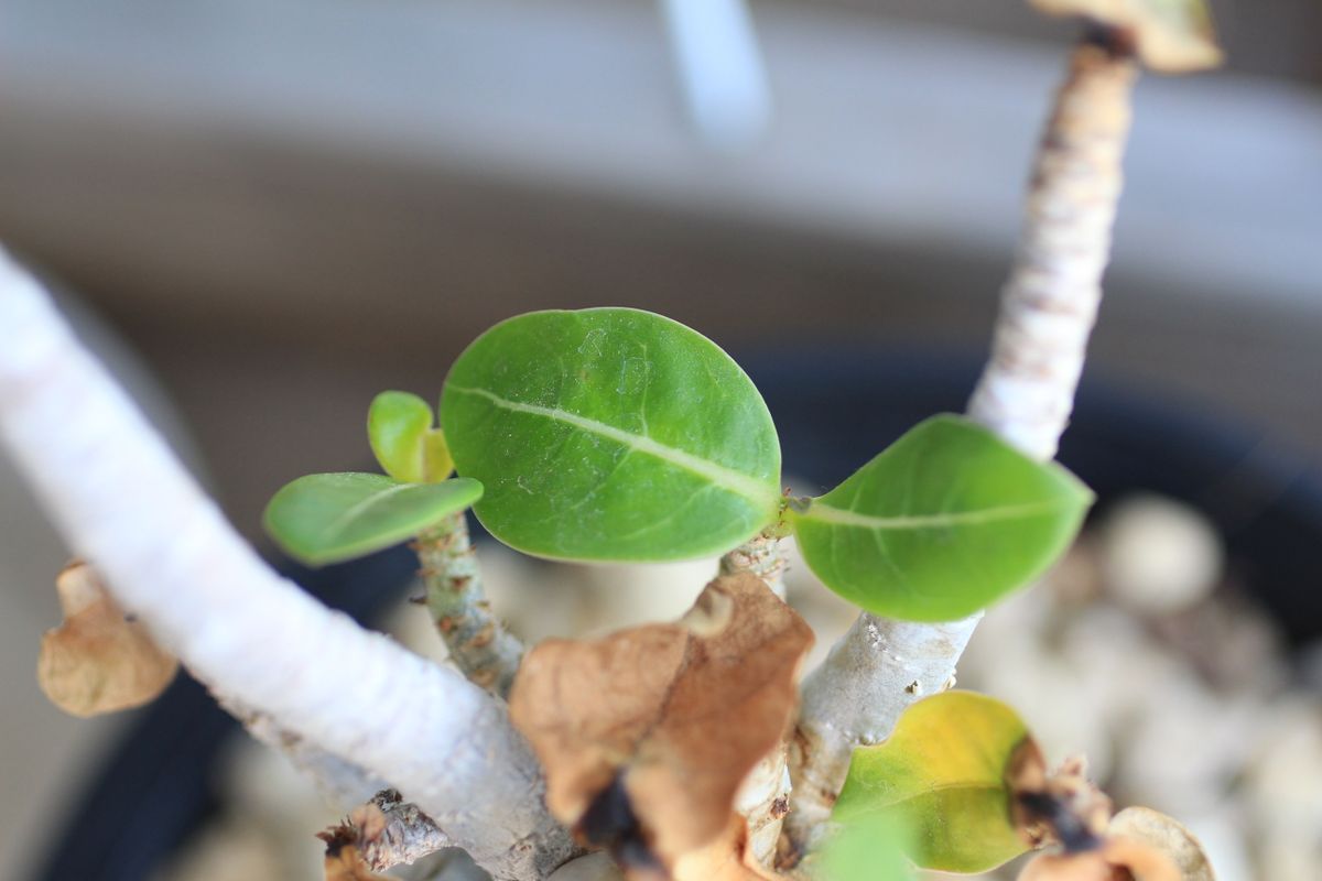 アデニウム　お花が見たいな ひと月後