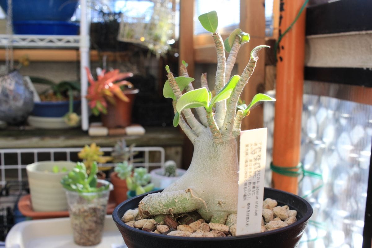 アデニウム　お花が見たいな