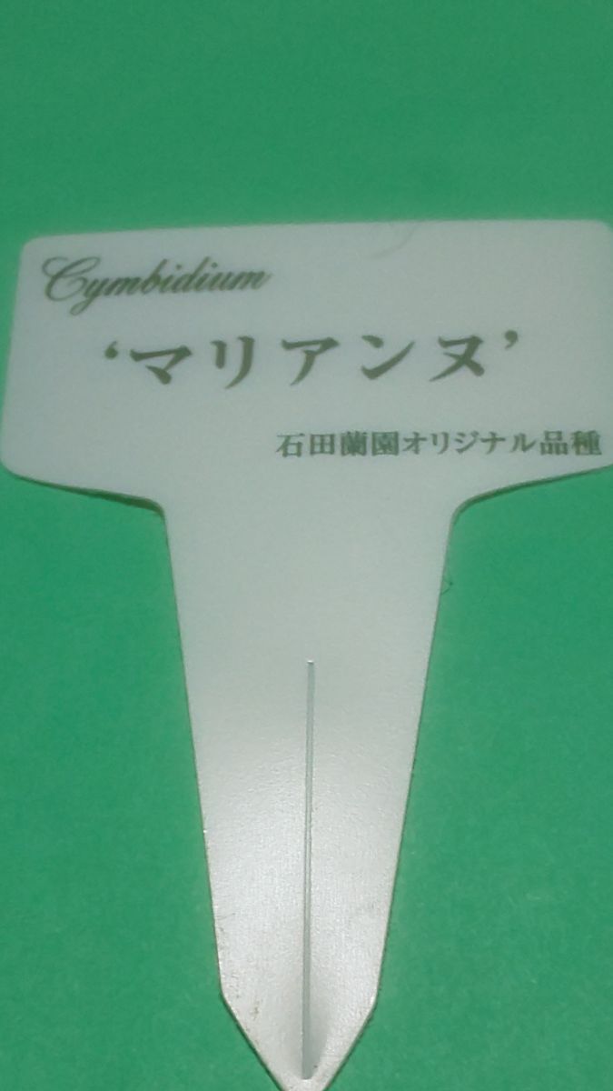 何となく育てたいシンビジウムが見付かったから、バルブ増やしてみる2023(終了) 2023/02/28 ネームプレートから
