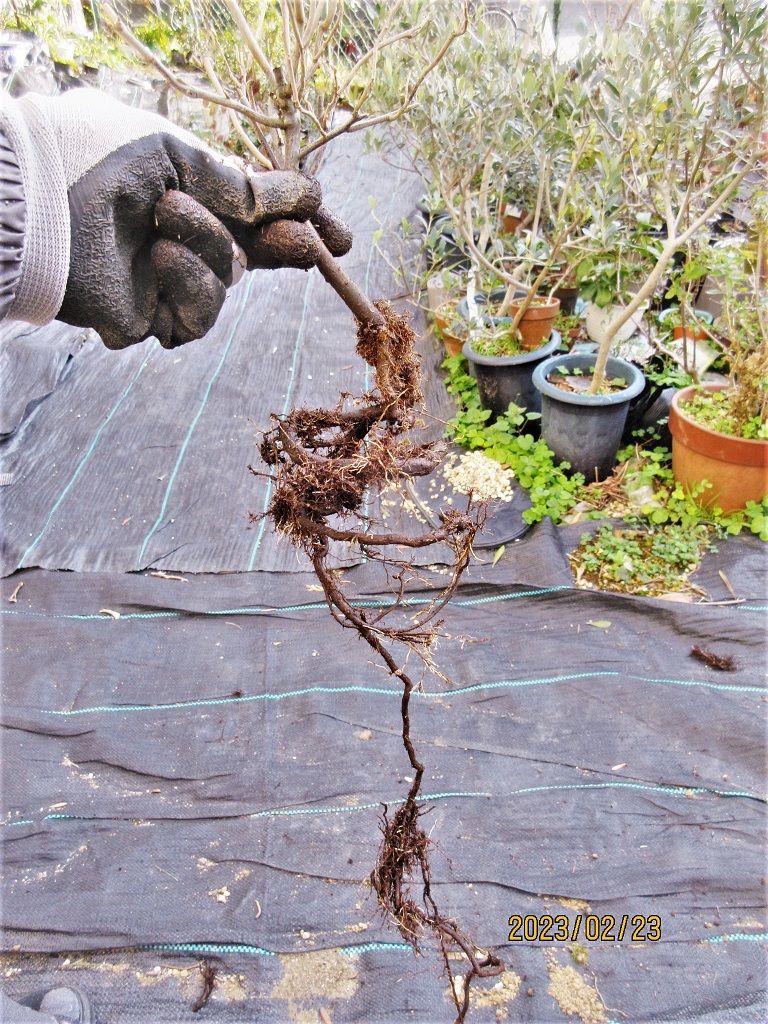 グミの小盆栽づくり 播種根は【直根】で挿木や取木は【不定根】