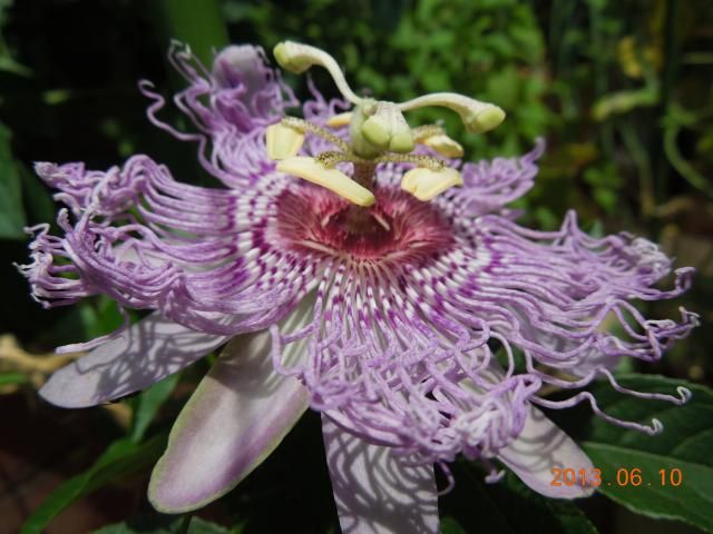 チャボトケイ（インカルナータ） 1番目の花が6月10日、昼頃に開花