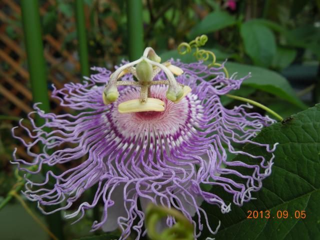 チャボトケイ（インカルナータ） また、花芽がついてきました。