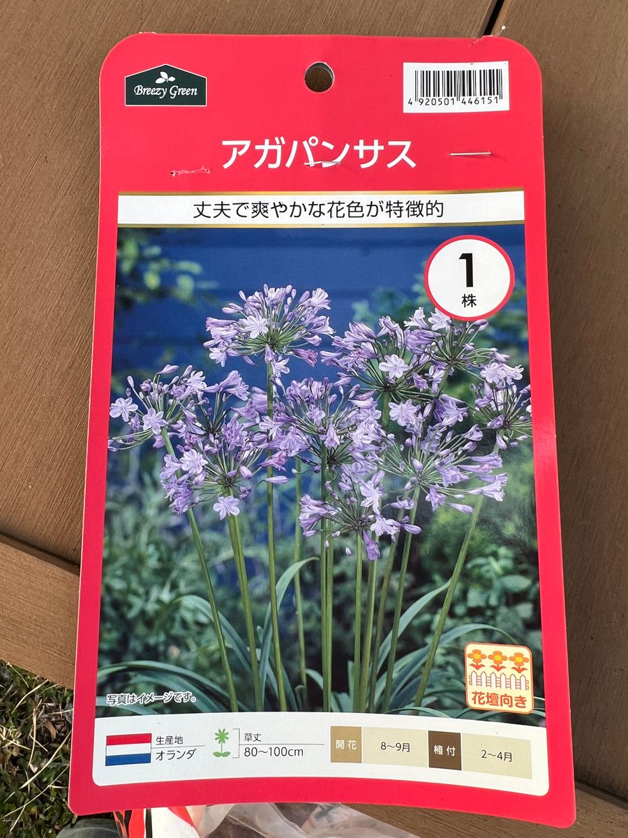 アガパンサスをオオデマリの木の下にて育てる コメリで購入