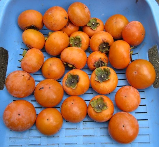 めざせ、ポタジェ（柿） 収穫