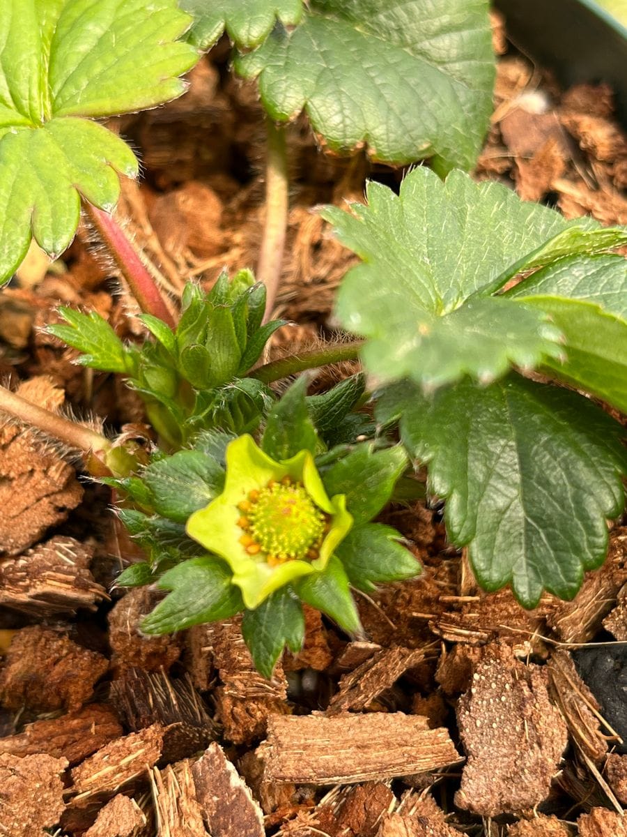 新芽がグングン上がってきました。 古都華の実に点々が！！