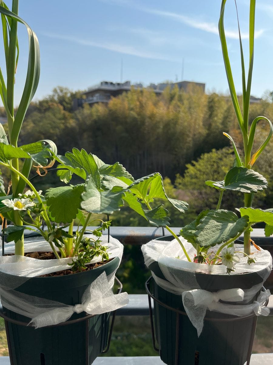 新芽がグングン上がってきました。 花付きが凄い