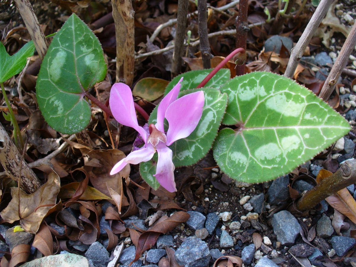 寄せ植えシクラメンが地植えになってからのお話 またひとつ終わる