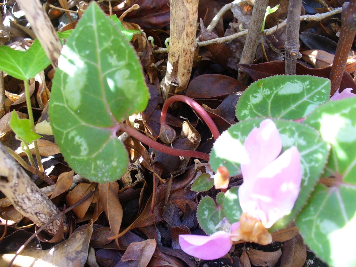 寄せ植えシクラメンが地植えになってからのお話 ん？．．．これ、種？