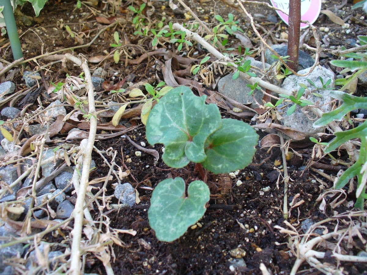 寄せ植えシクラメンが地植えになってからのお話 あれっ？シクラメンだよね？？