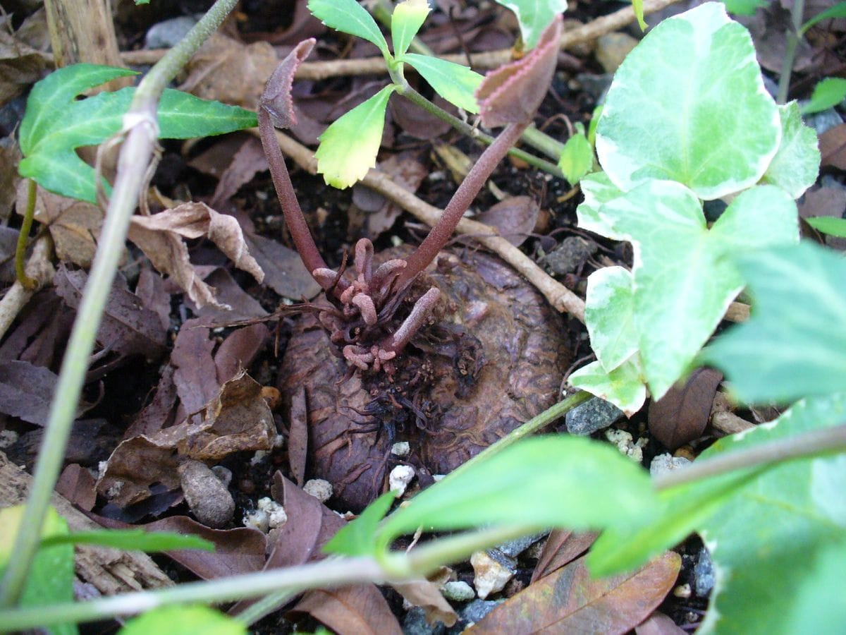 寄せ植えシクラメンが地植えになってからのお話 また１年