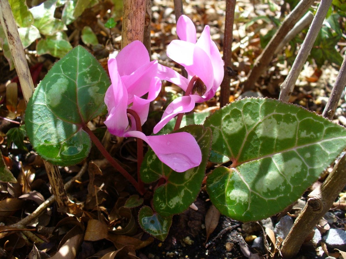 寄せ植えシクラメンが地植えになってからのお話 乱れ篝火