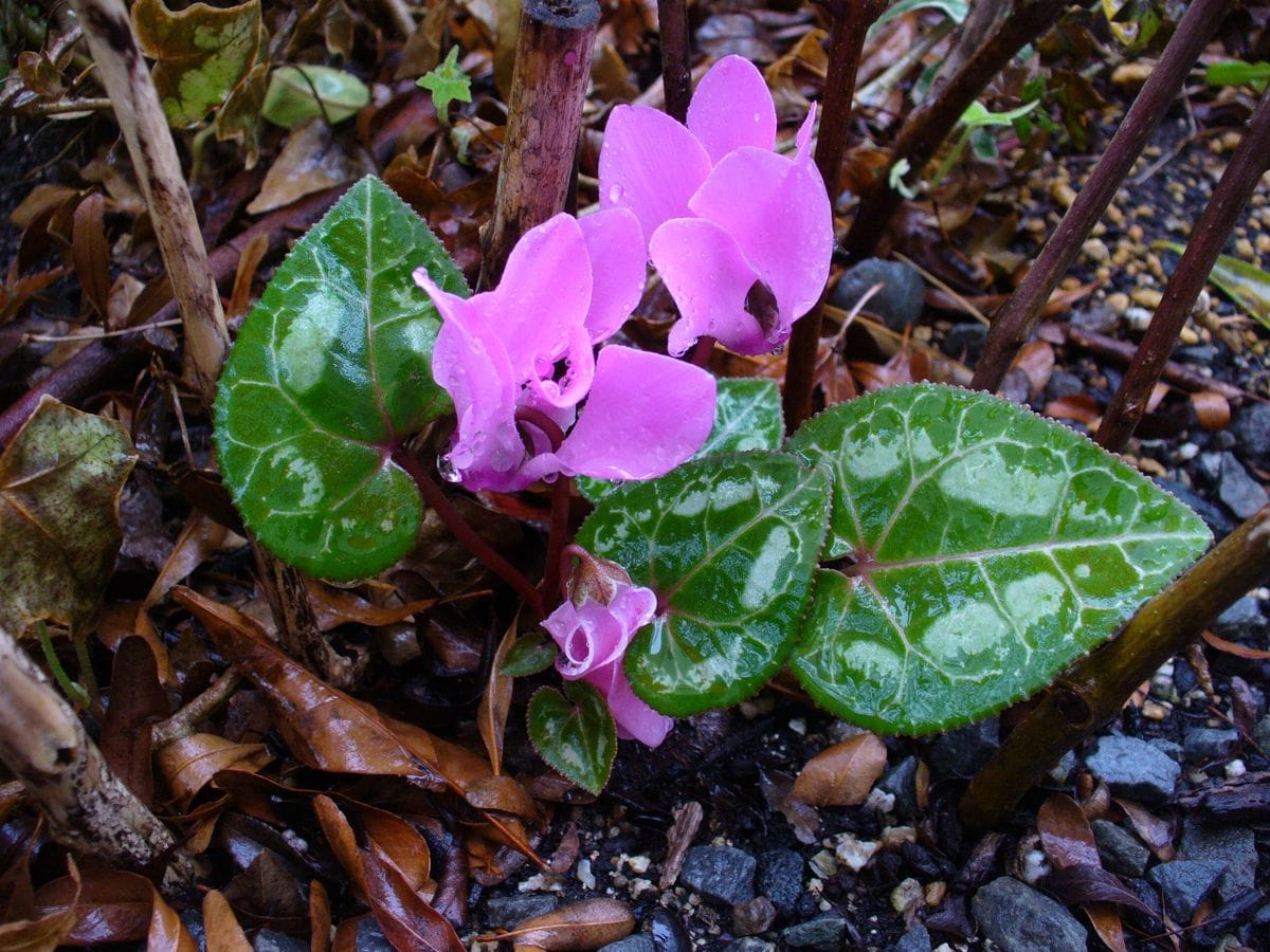 寄せ植えシクラメンが地植えになってからのお話 ちょっと...葉っぱ...じゃま...