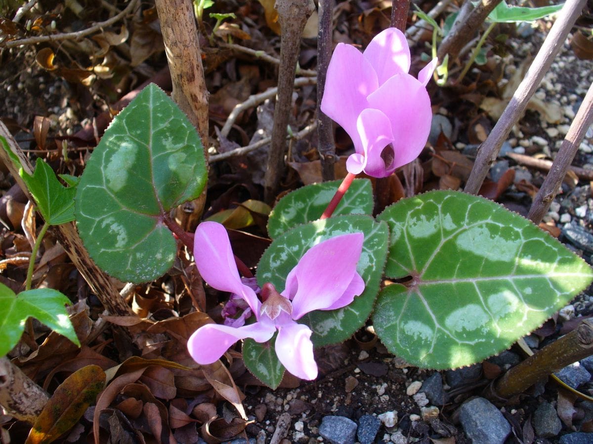 寄せ植えシクラメンが地植えになってからのお話 ひとつ終わる