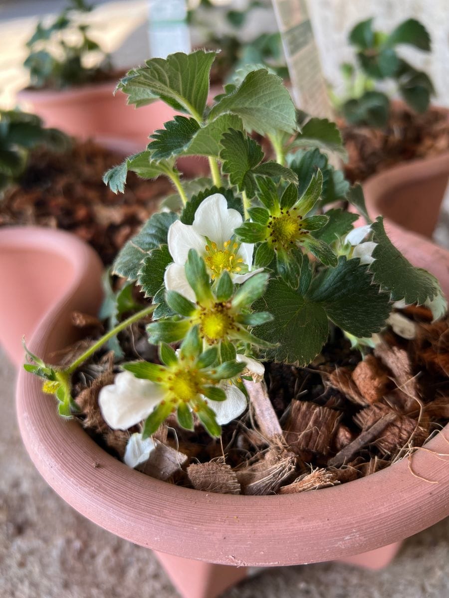 めちゃうまっ！いちごをベリーポットで 花の様子