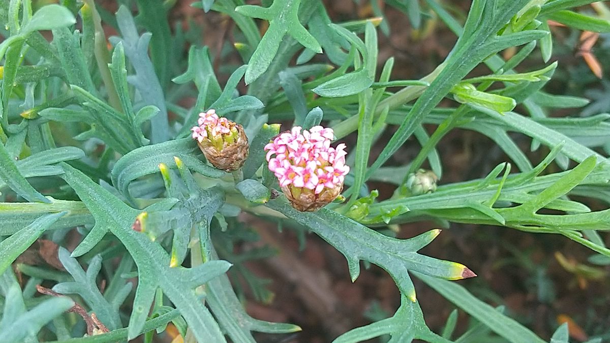 満開を目指して 3/28 開花…？