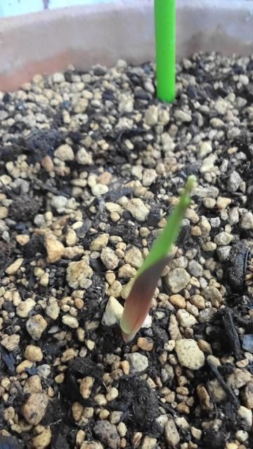 春植え球根にチャレンジ！2013－グロリオサ－ 発芽！