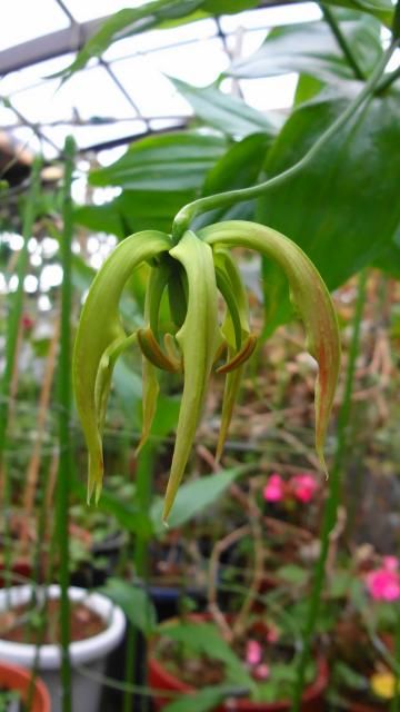 春植え球根にチャレンジ！2013－グロリオサ－ 開花？