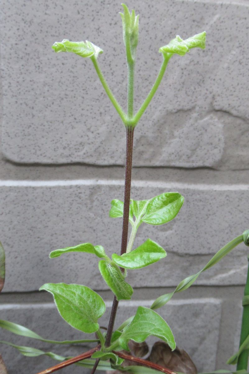 植物に癒されて 蔓は元気