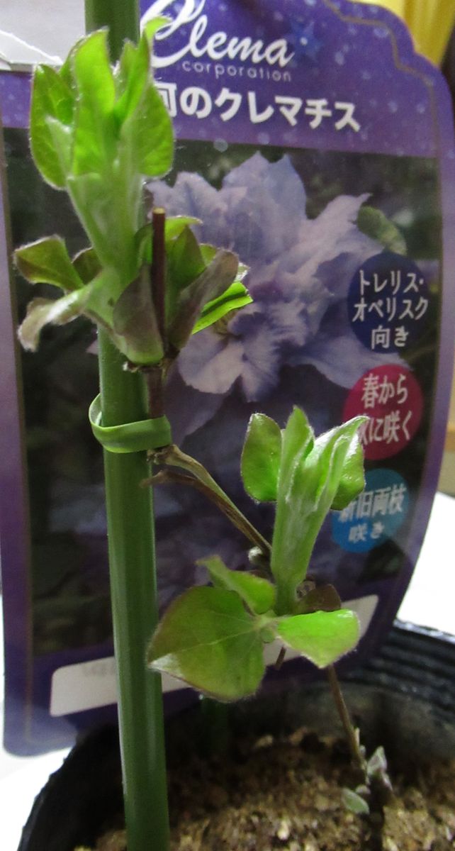 植物に癒されて スタート