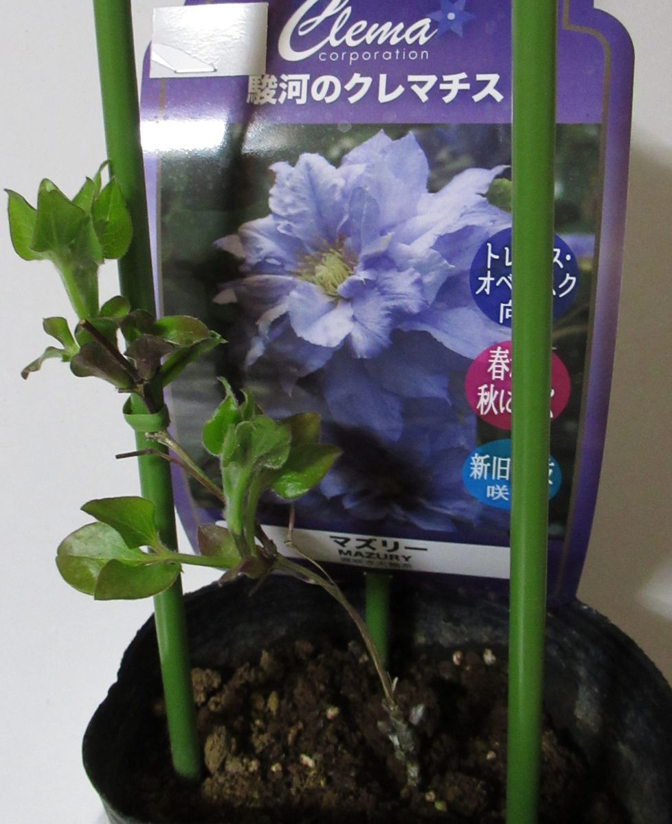 植物に癒されて これから