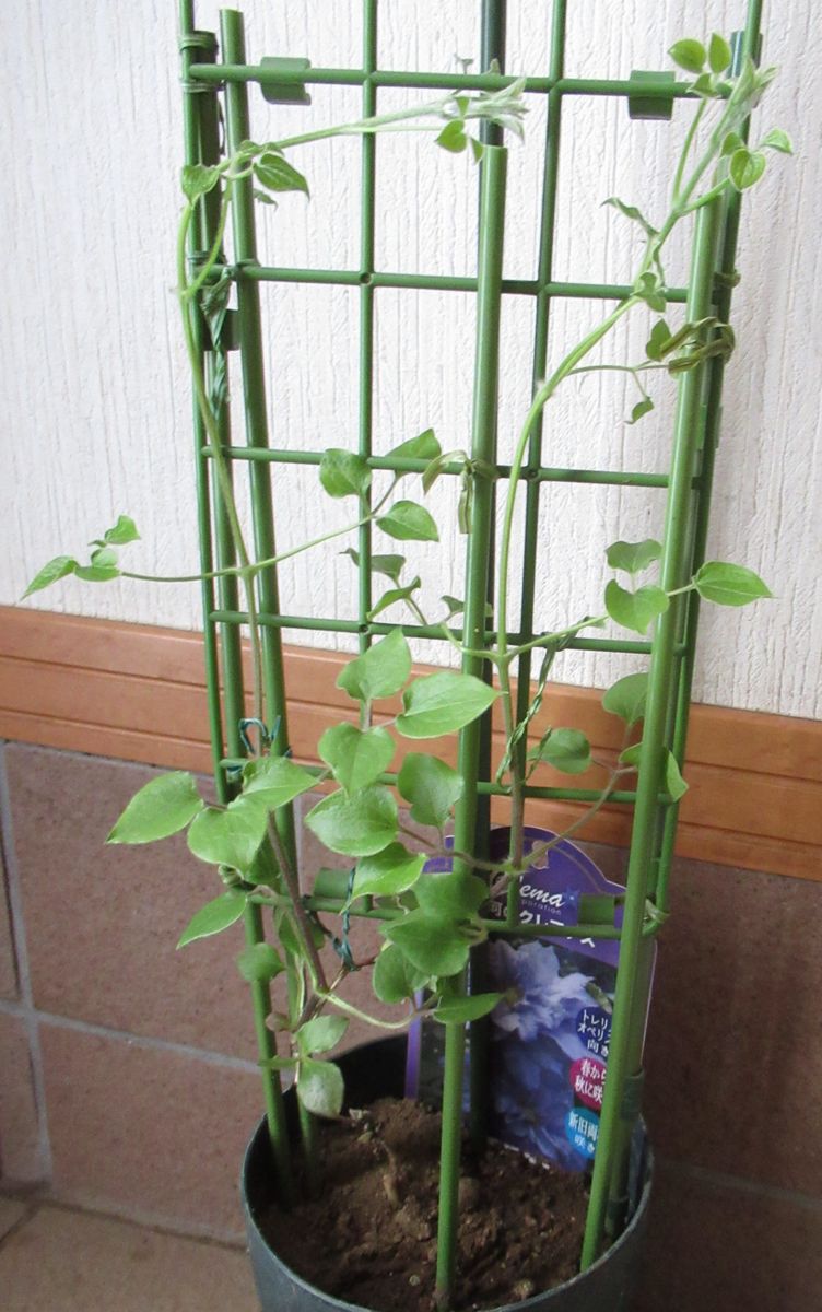 植物に癒されて いい感じ