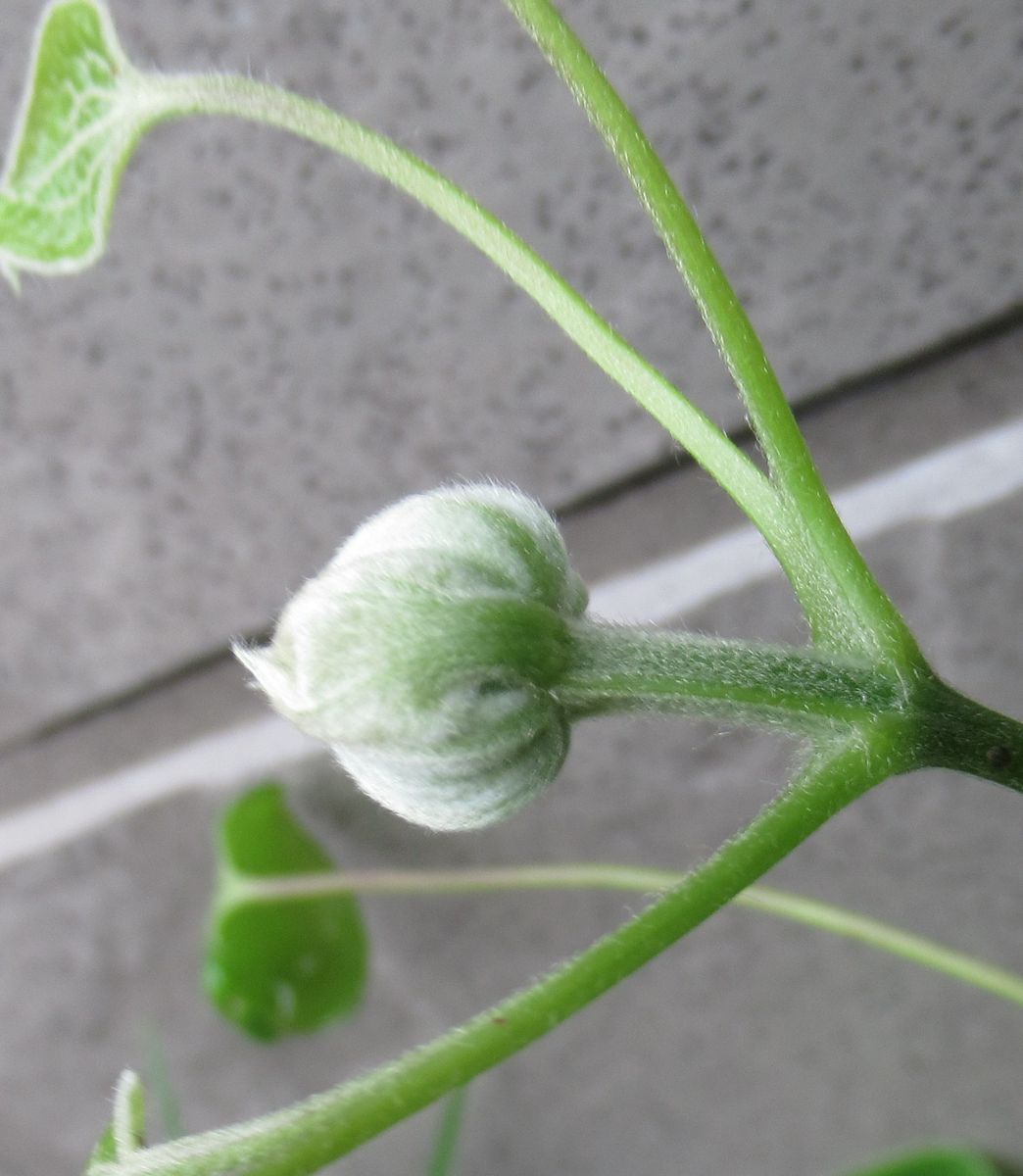 植物に癒されて 蕾