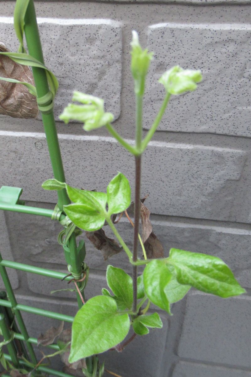 植物に癒されて 脇から新芽