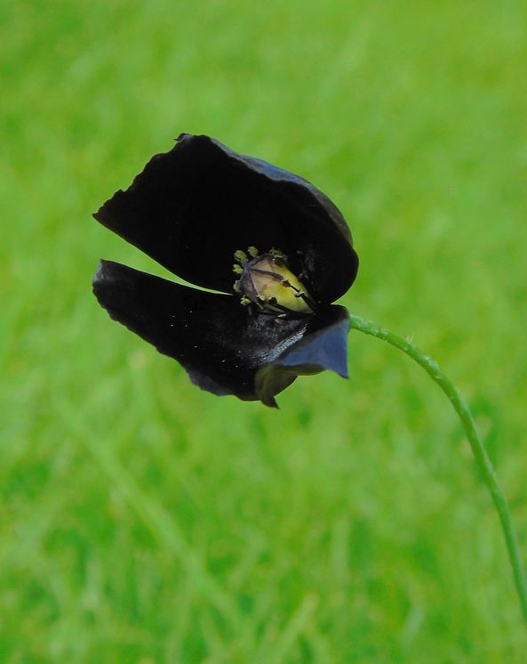 種から黒ポピーPapaver macrostomum ‘Black Magic’ 秋蒔き開花