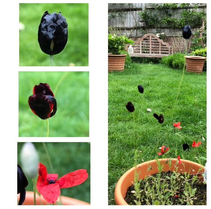 種から黒ポピーPapaver macrostomum ‘Black Magic’ はにゃ？