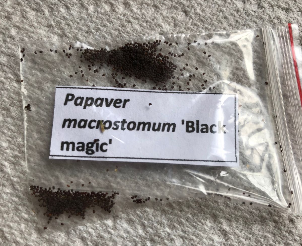 種から黒ポピーPapaver macrostomum ‘Black Magic’ 春蒔き