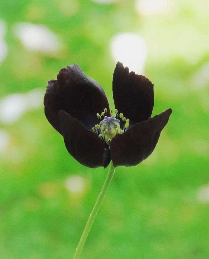 種から黒ポピーPapaver macrostomum ‘Black Magic’ 春蒔き開花