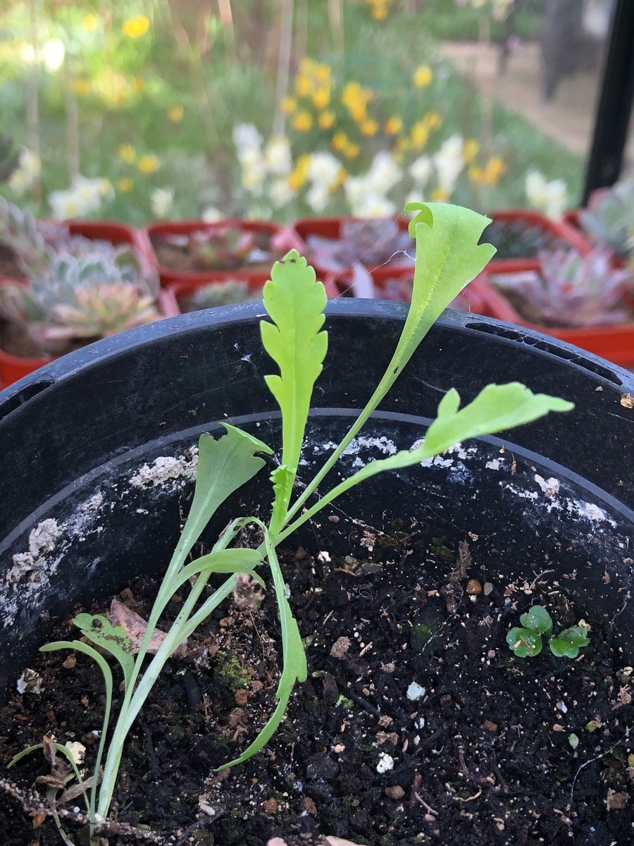 種から黒ポピーPapaver macrostomum ‘Black Magic’ 温室で間延び