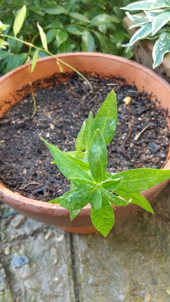 初！チョウジソウの種まき 3苗を地植え、4苗を鉢植えにしました。