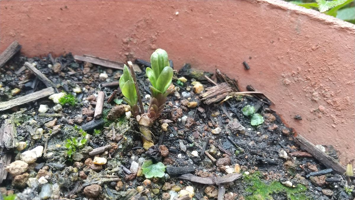 初！チョウジソウの種まき 新芽です！