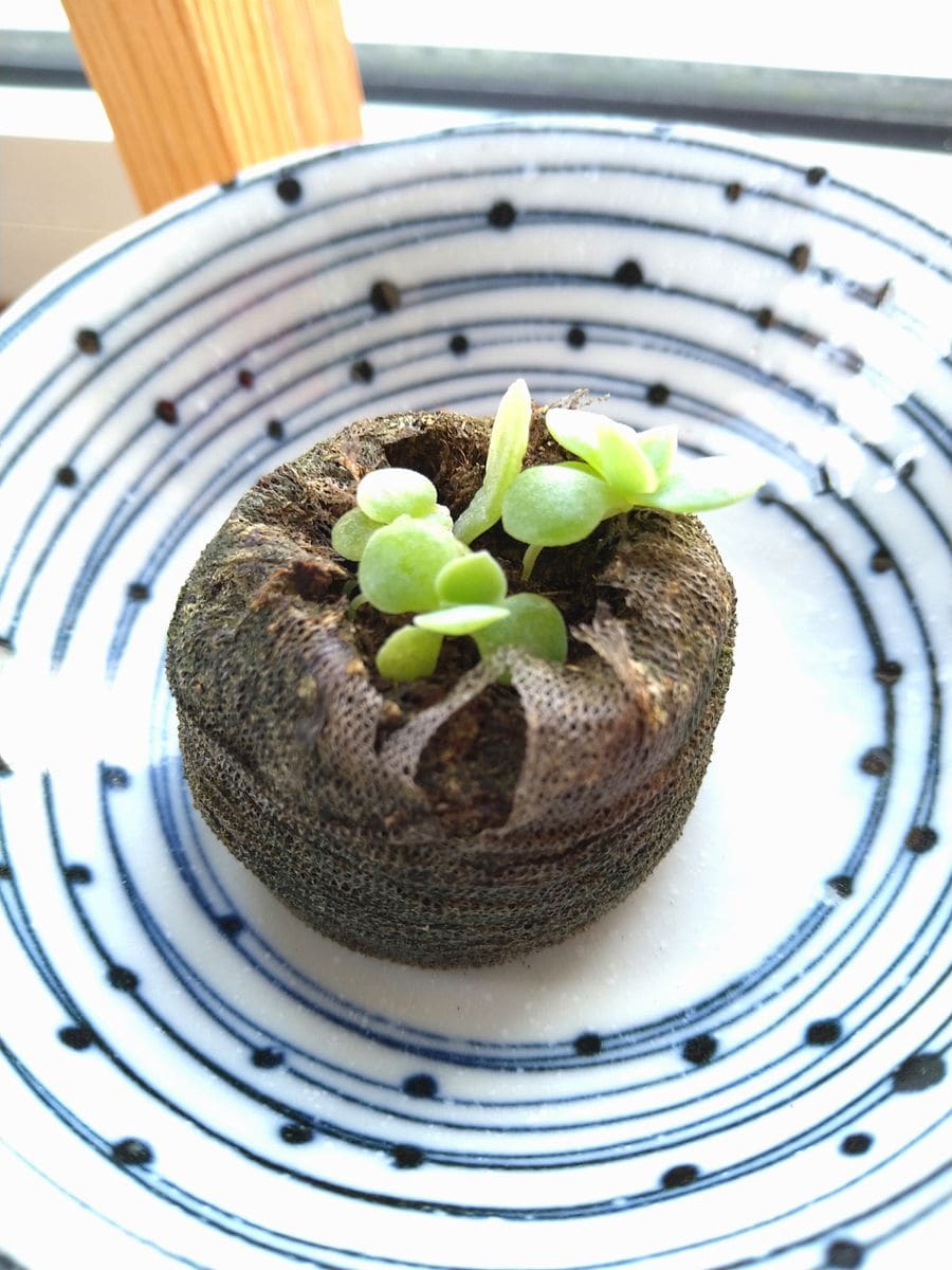 エケベリアの実生 兄弟たち🌱🌱🌱