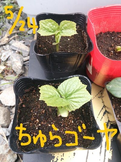ゴーヤを種から育てよう そだレポ 栽培レポート By Shinjin みんなの趣味の園芸