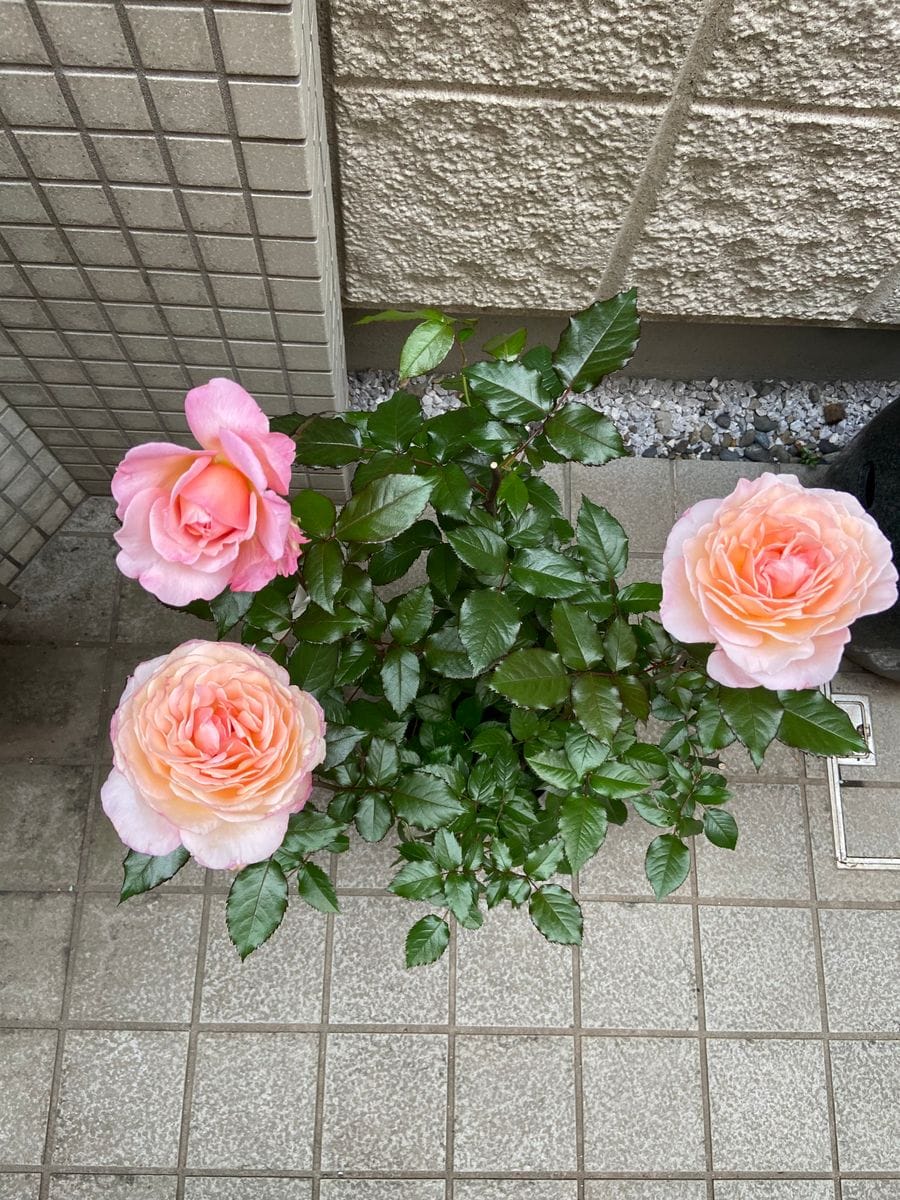 憧れのバラ大苗購入！ 花がとても豪華