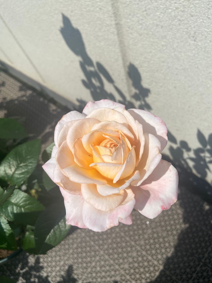 憧れのバラ大苗購入！ 蕾が開花し始めました！