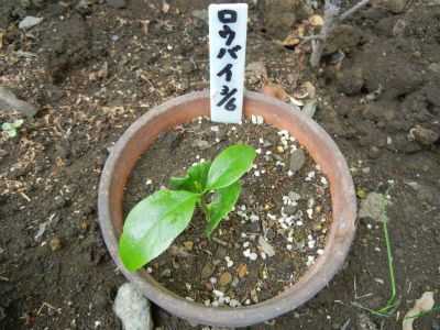 ロウバイの実生 花芽が出て来ました