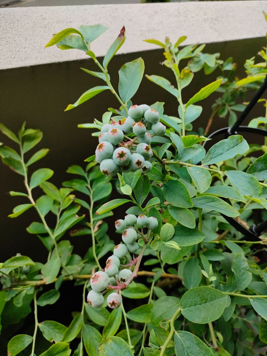 ブルーベリー２種類寄植え 実が大きくなってきました