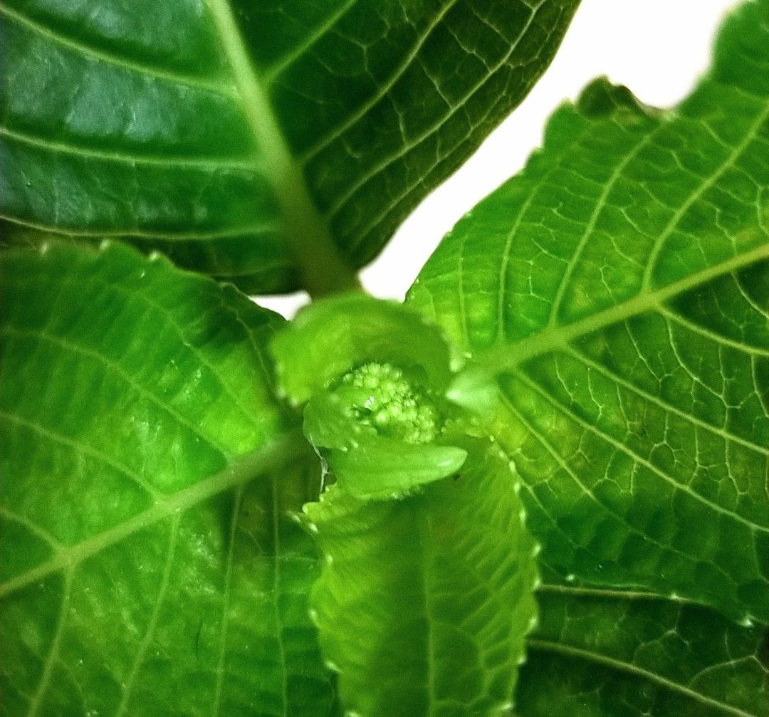 咲かないコンペイトウを咲かせたい 季節外れの花芽