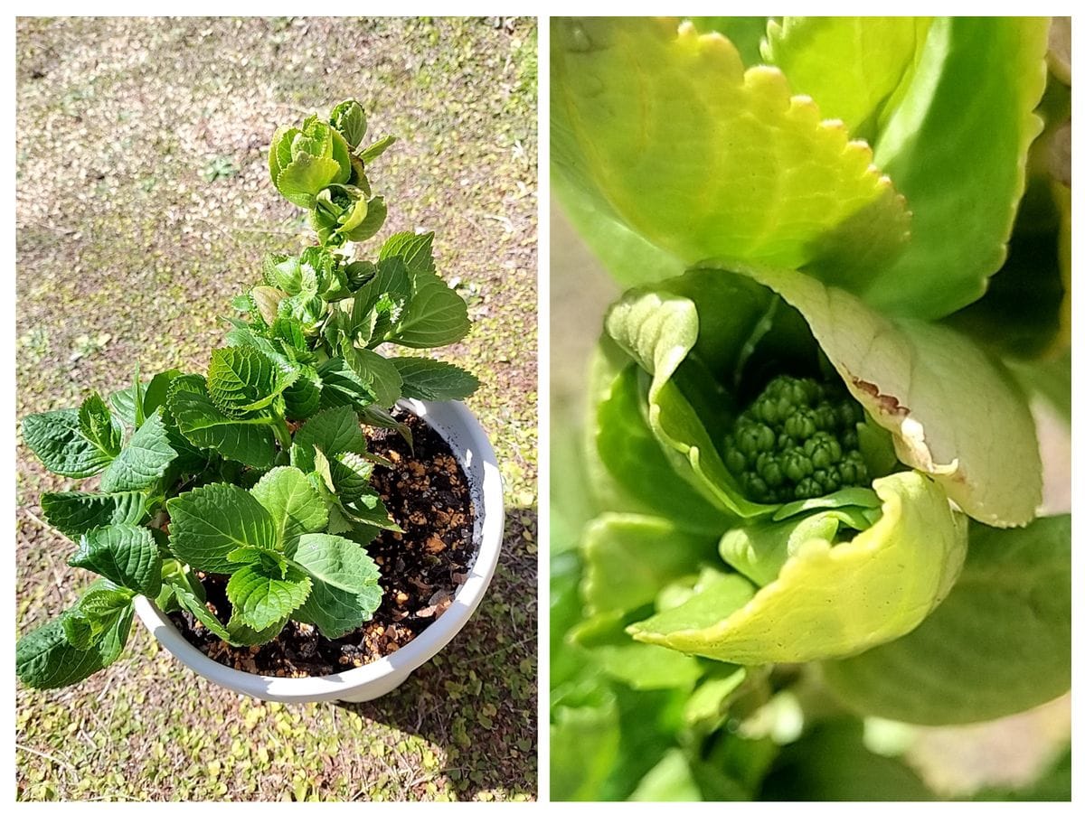 咲かないコンペイトウを咲かせたい 挿し木の鉢植え