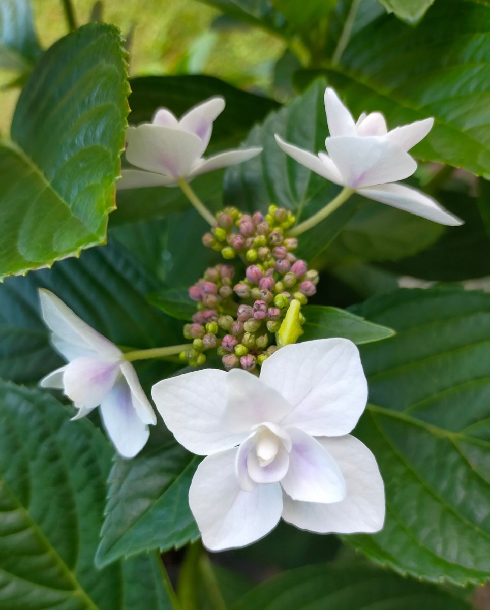 咲かないコンペイトウを咲かせたい 開花するも……？