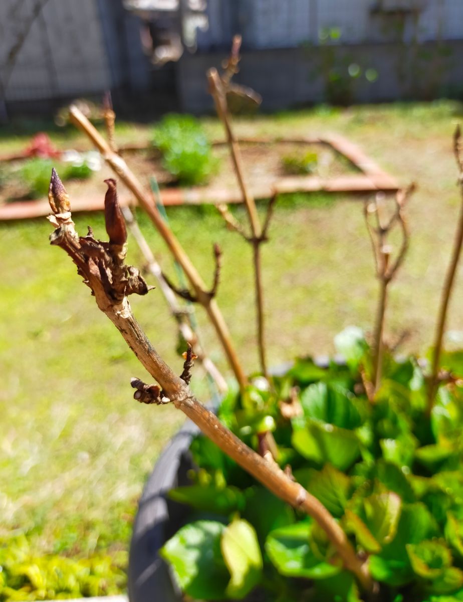 咲かないコンペイトウを咲かせたい