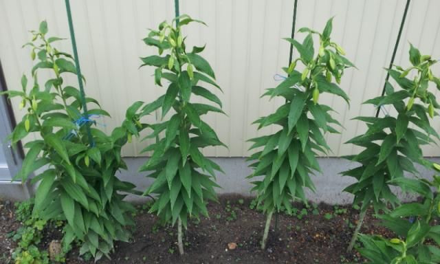 今年も、もう少しで・・・ 地植え