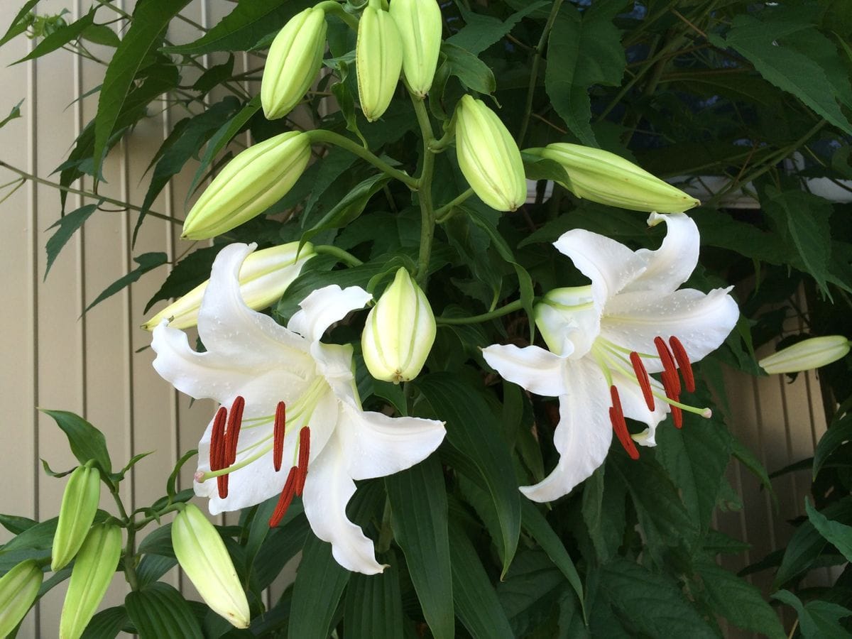 今年も、もう少しで・・・ 開花