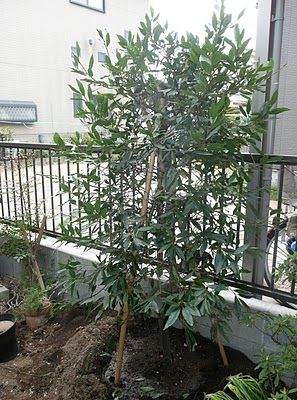 月桂樹の移植と病気 植え込み