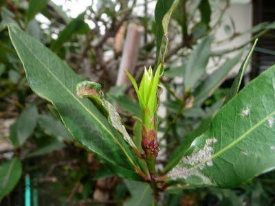 月桂樹の移植と病気 2011/6/19 待望の新芽！